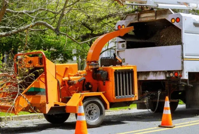 tree removal hamilton oh