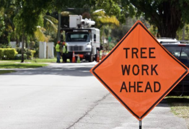 tree removal Cheviot oh