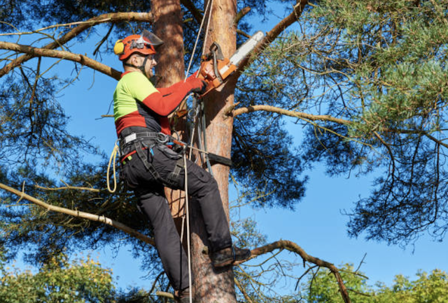 tree trimming Cheviot oh