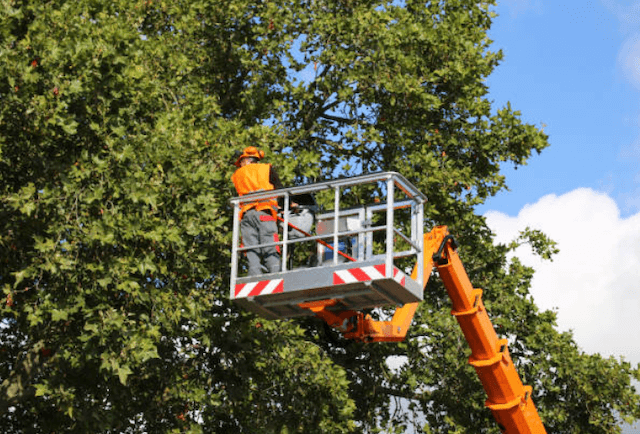 tree timming hamilton oh