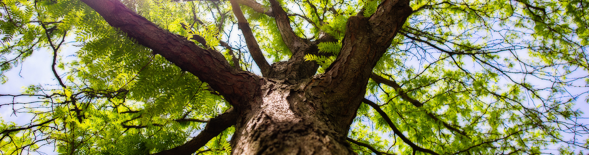 HC Tree Care