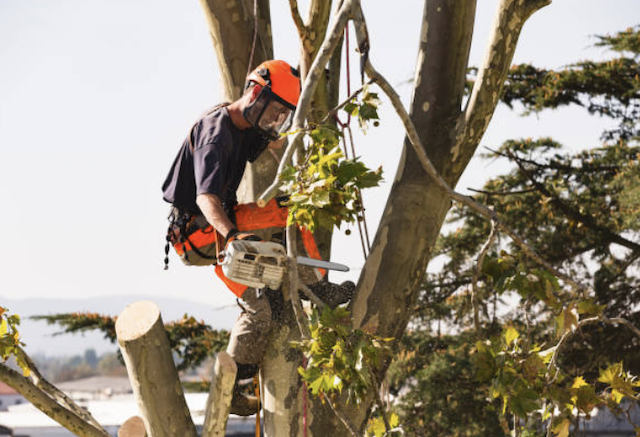 tree removal hamilton