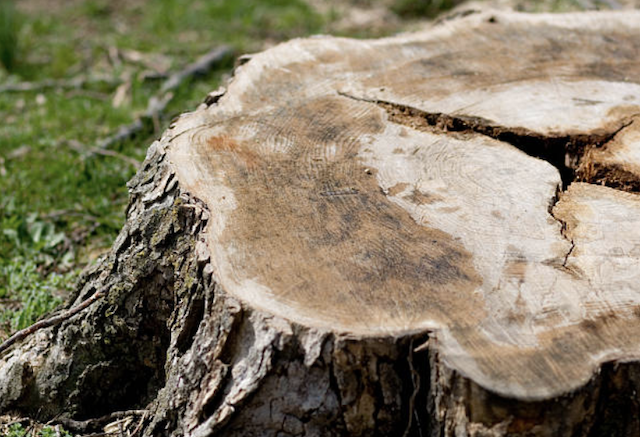 stump grinding Cheviot oh